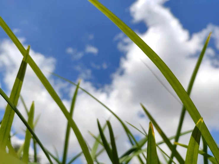 the view through blades of a green grass