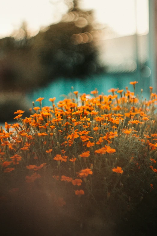 orange flowers growing in the middle of some grass