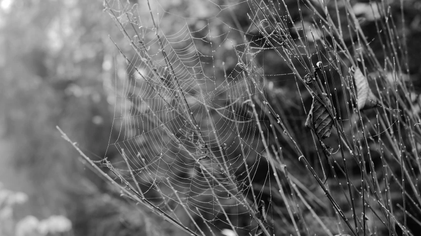 a dew covered web between several bushes