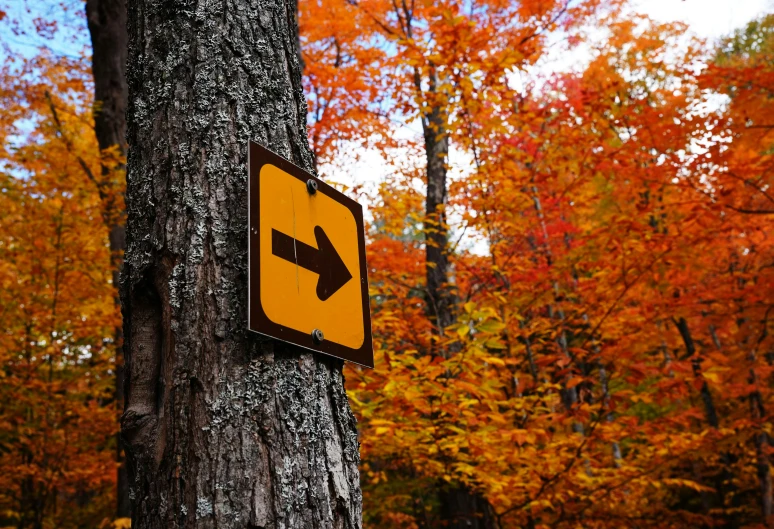 a sign is posted on the trunk of a tree