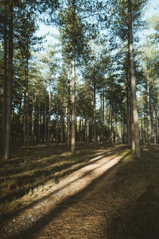 the shadow of trees and bushes on a grassy area