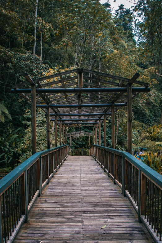 a wooden bridge going across a forest covered with trees