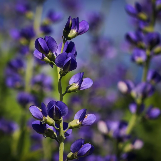 a plant with several flowers on the stem