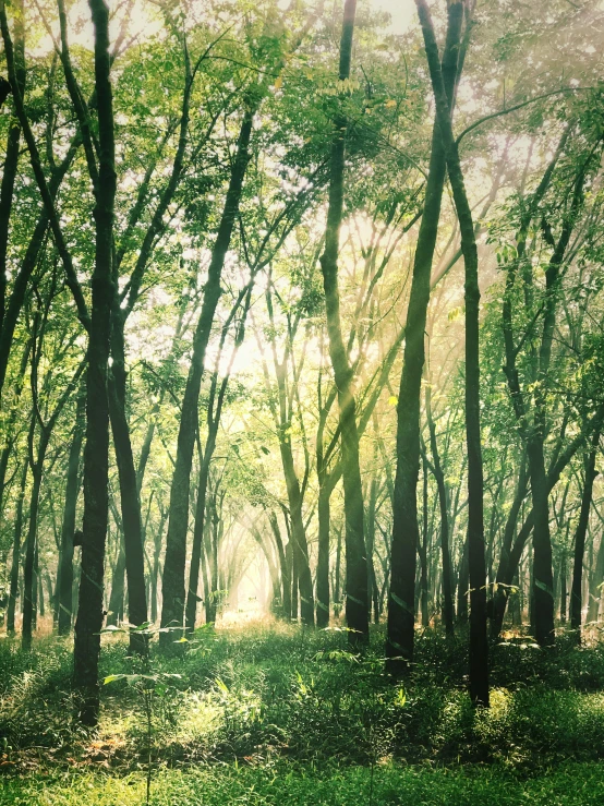 an image of the light in the trees