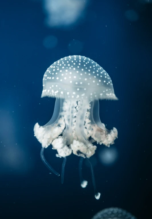 an artificial jellyfish is seen in this po