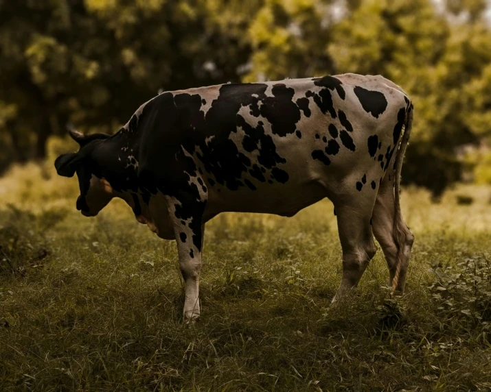 the cow has one ear raised and is standing on a grassy field