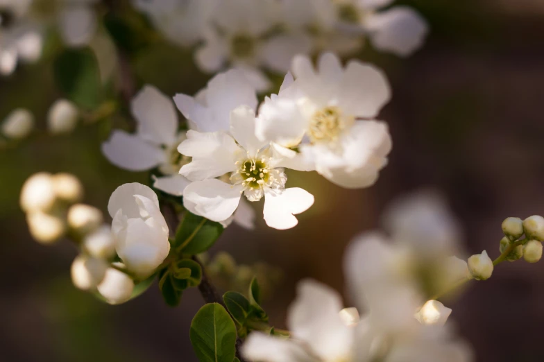 white flowers are blooming on the tree