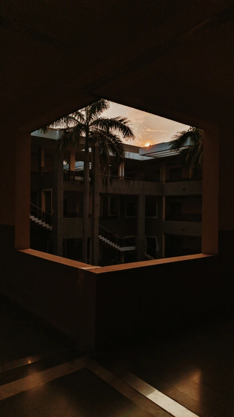 a window with a reflection of a palm tree in it