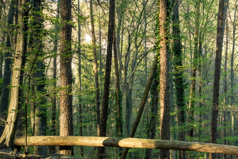 a wood and tree stump in the middle of the woods