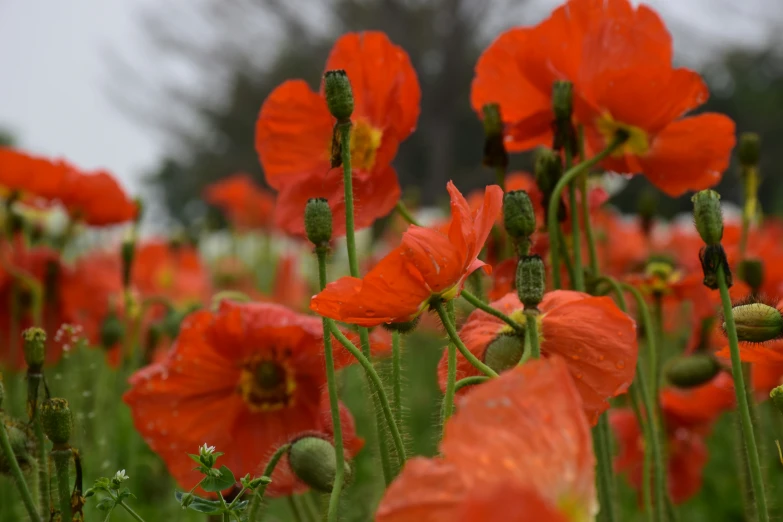 there are some red flowers that are growing in the grass