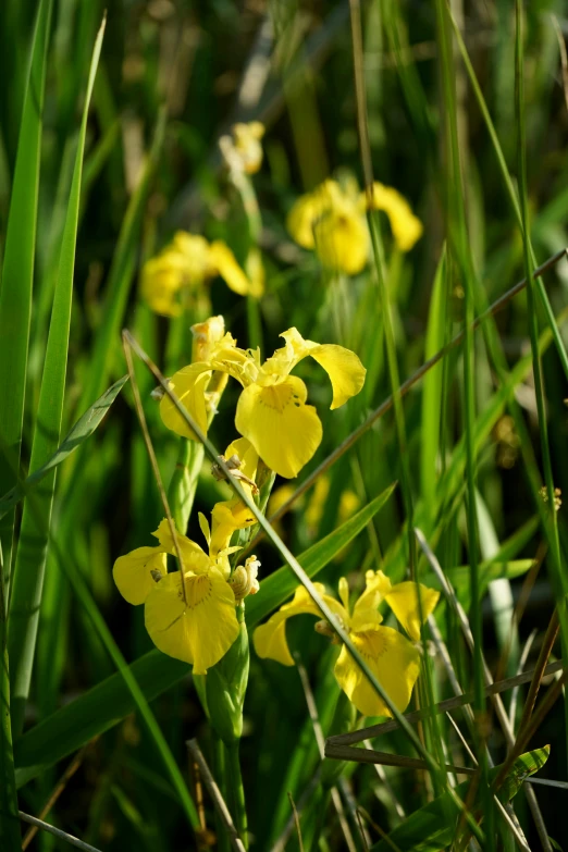 a number of yellow flowers in some tall grass