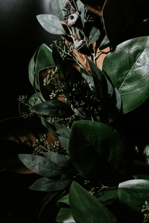 a close up of plants growing on a floor