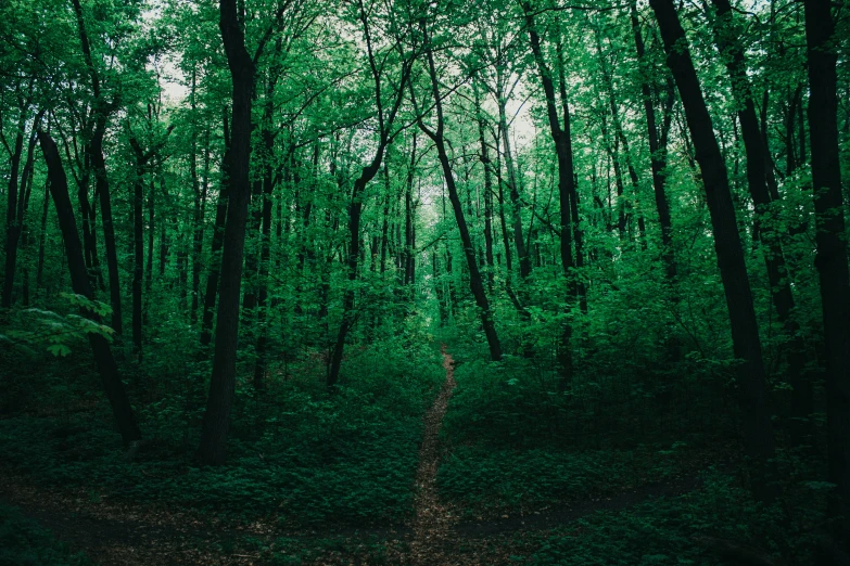 a path in the woods between tall trees