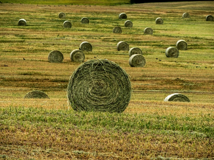 a field with round bales on the grass