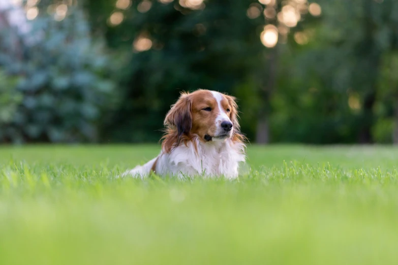 a dog laying in the middle of the grass