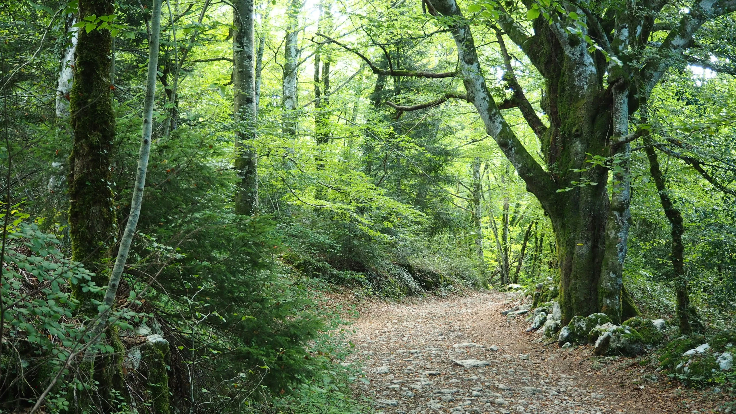 a road in the middle of the forest surrounded by trees