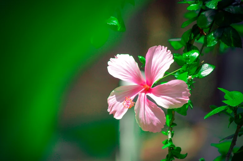 a pink flower is blooming out from the middle of some green leaves