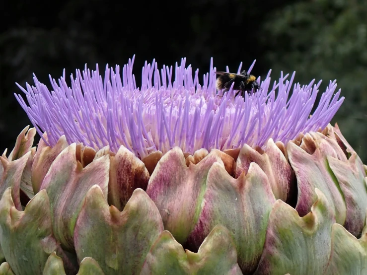 purple and green flowers have bee on it