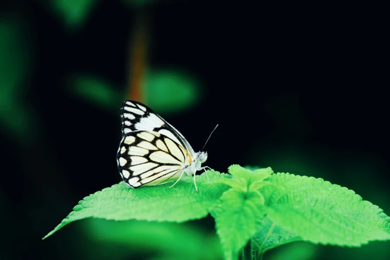 a small white erfly is resting on a green leaf