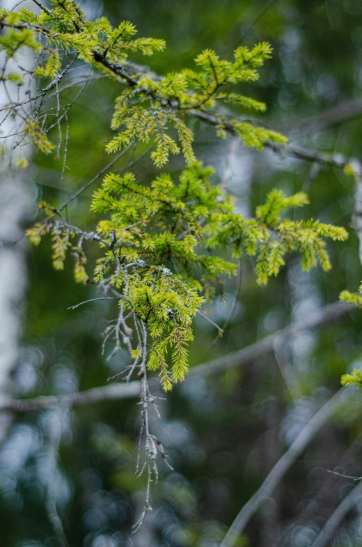 a bird is perched on the nch of a tree