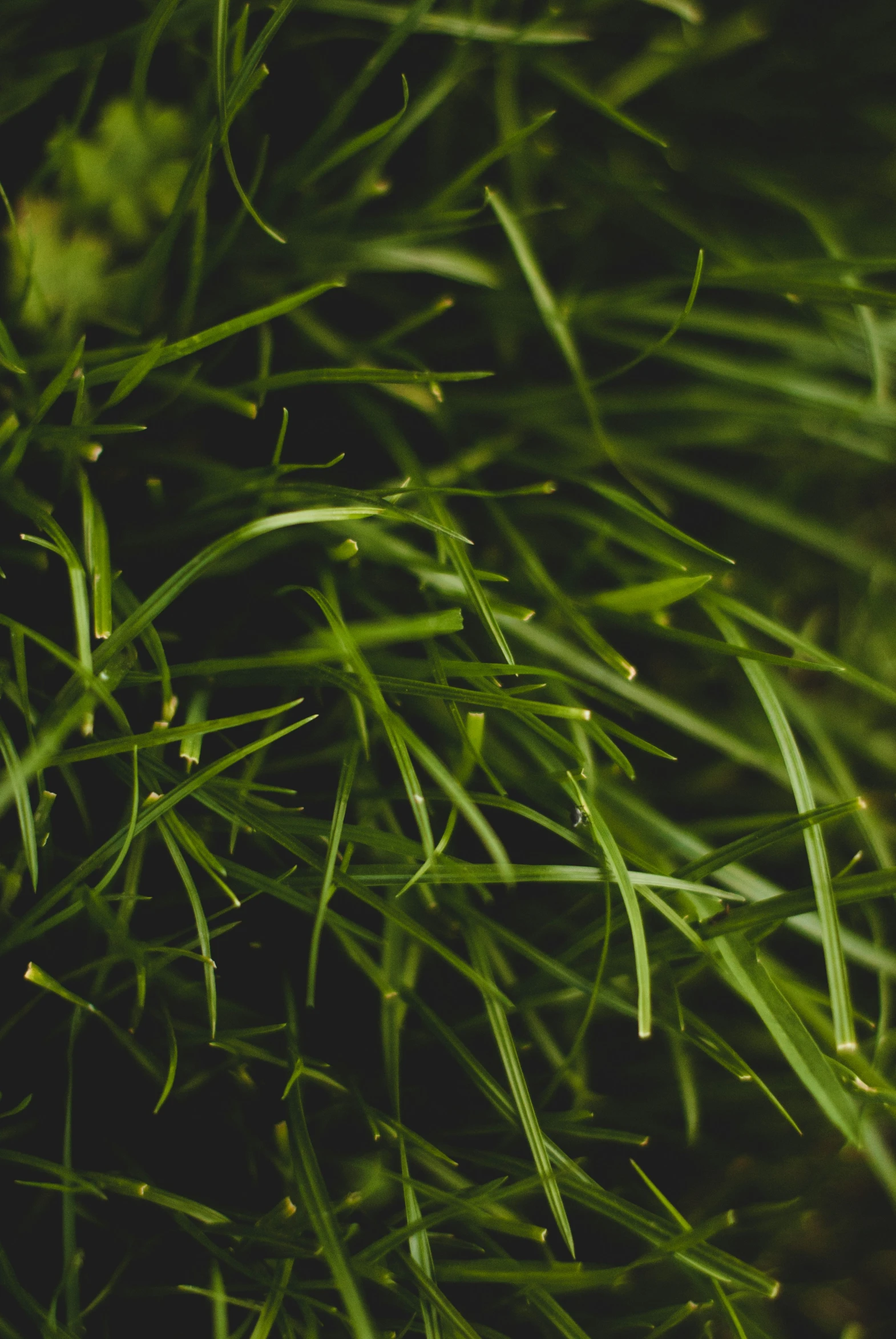 a close up s of green grass in the rain