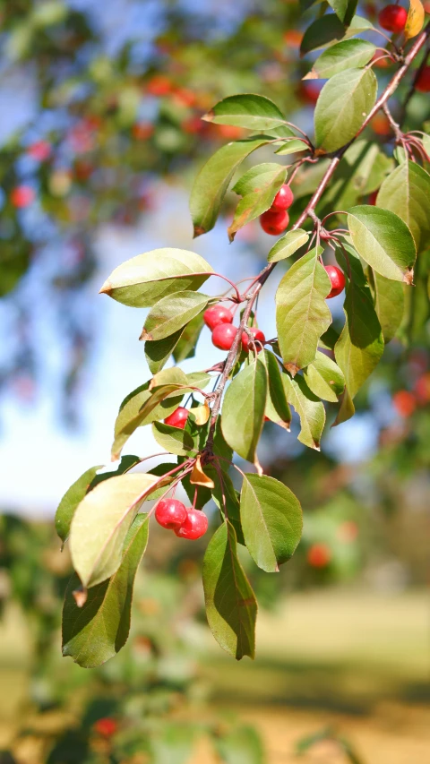 tree nches with berries hanging off their ends