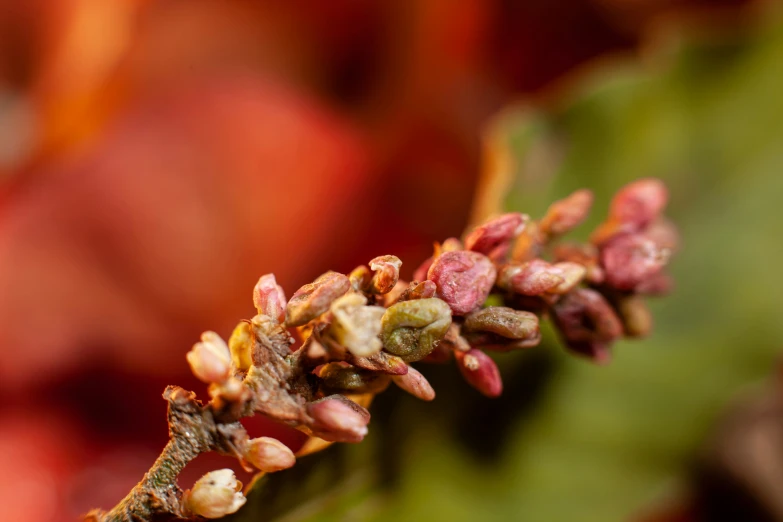 a closeup view of small flower buds in an area with many colors