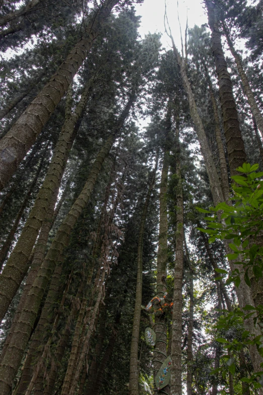 a lot of trees that are in the woods