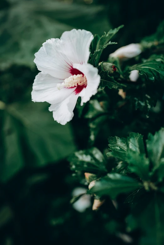 a close up of a flower with many leaves