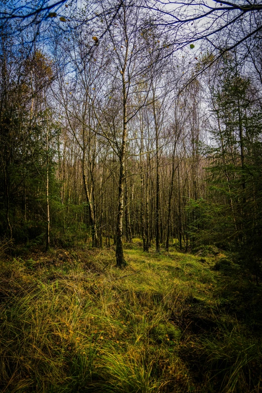 a small wooded area with tall trees