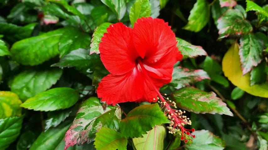 a large red flower with green leaves and a nch in the middle