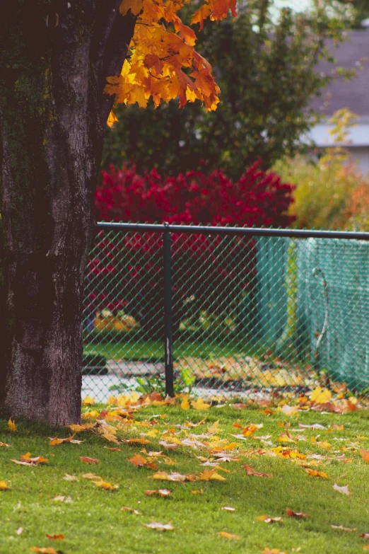 a fence with yellow leaves on the ground next to it