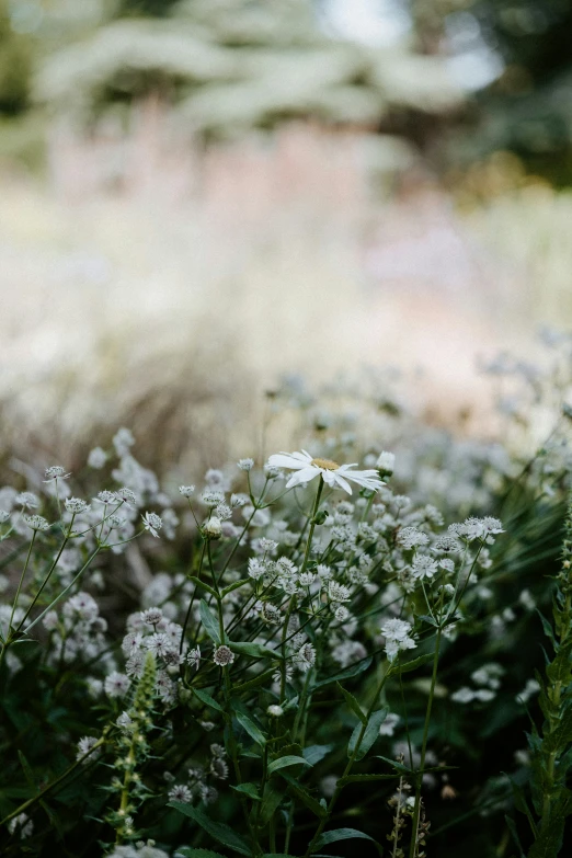 some plants that are blooming in a field