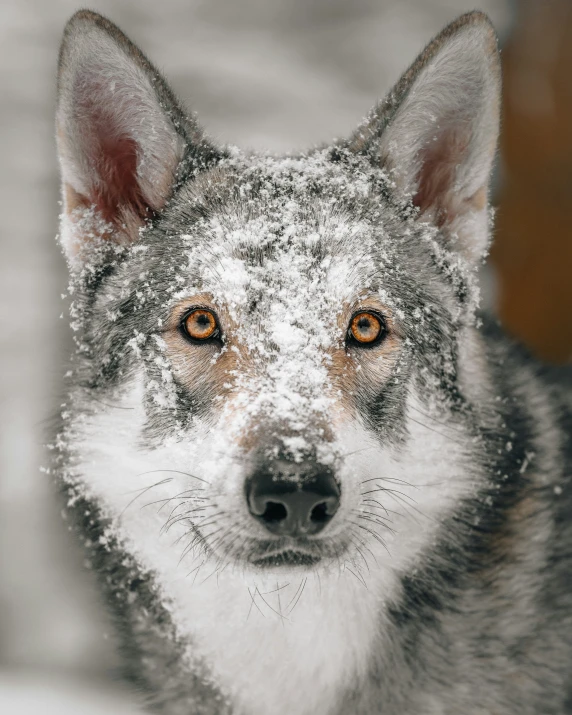 a gray and white dog standing in the snow