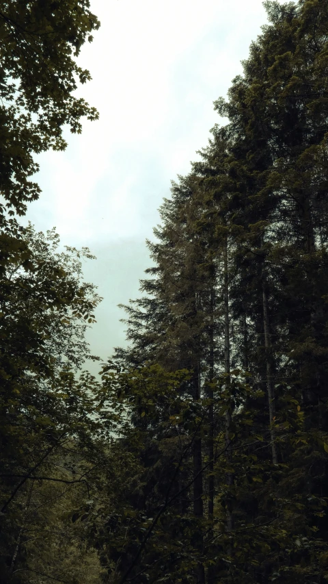 the view looking down a path leading through trees to the far sky