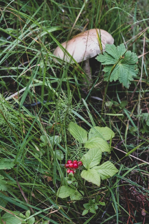 the mushrooms are hiding in the long grass