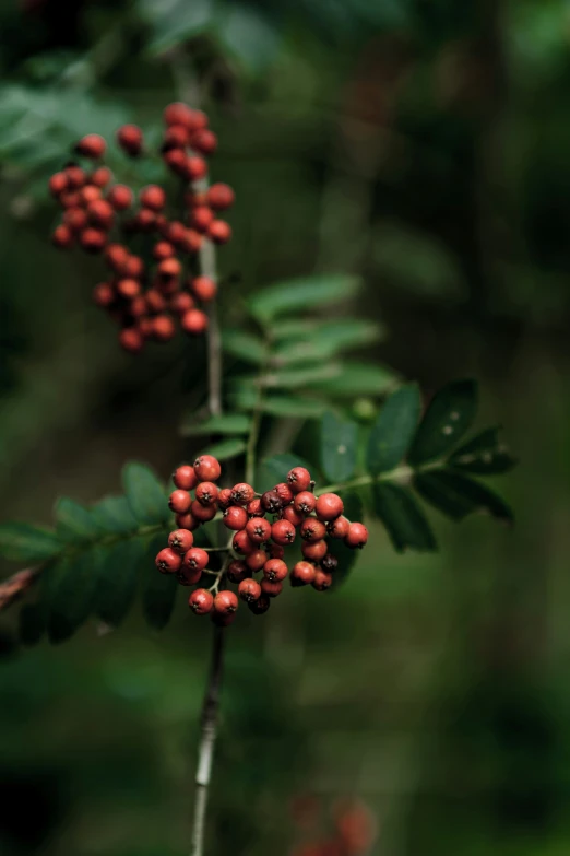 the berries are all over the nch, and on the leaves