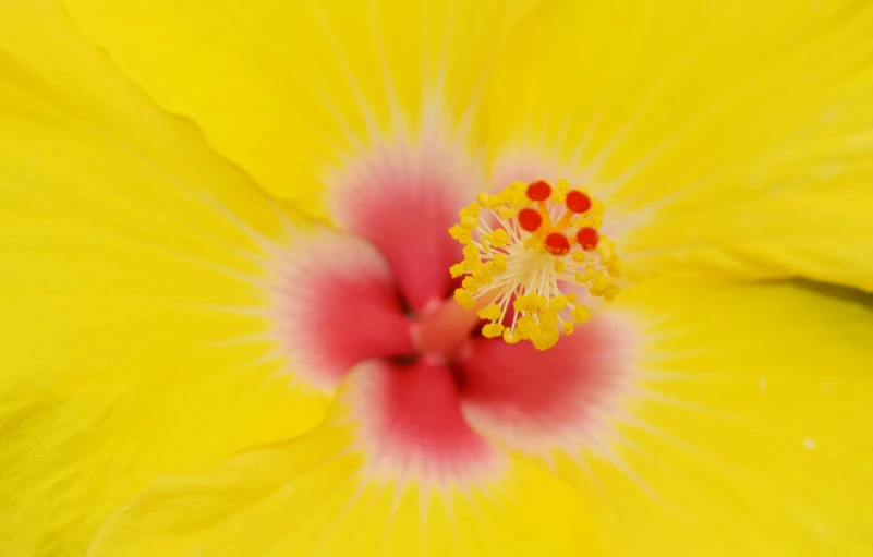 a yellow flower with a pink center