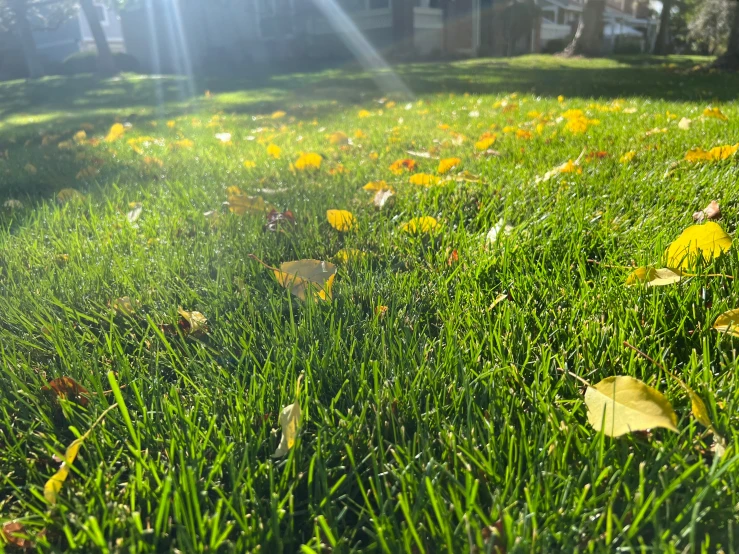 the grass is green with small yellow flowers in it