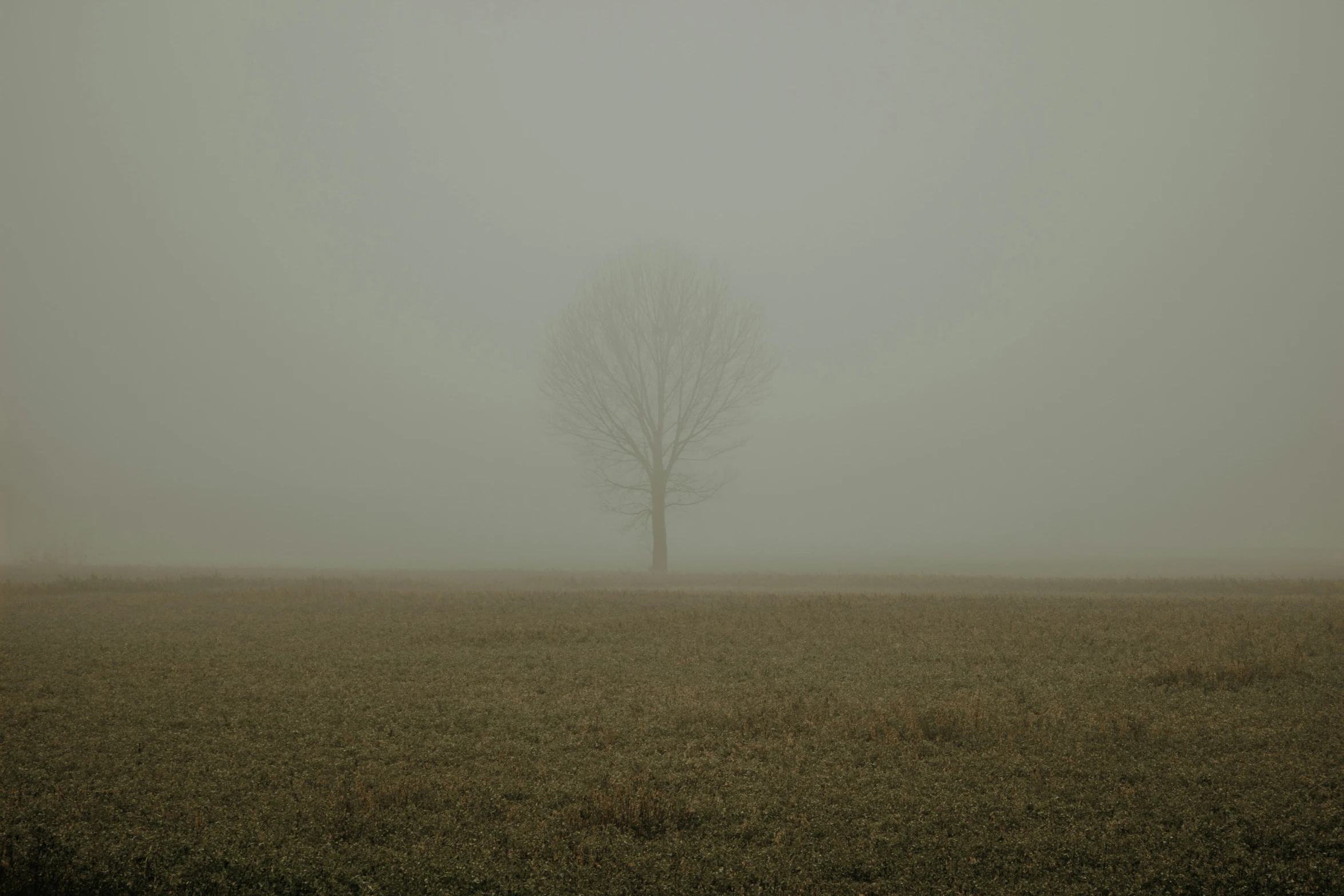 the lone tree stands out in the foggy field