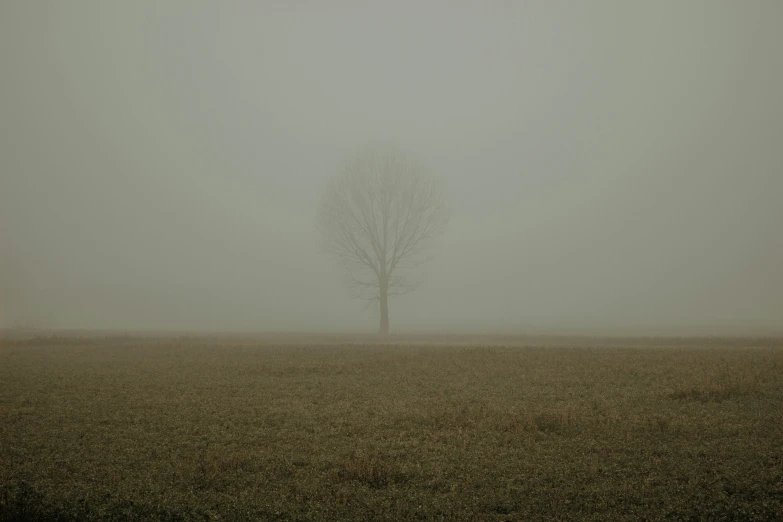 the lone tree stands out in the foggy field
