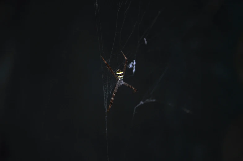 a spider in its web with it's eyes glowing