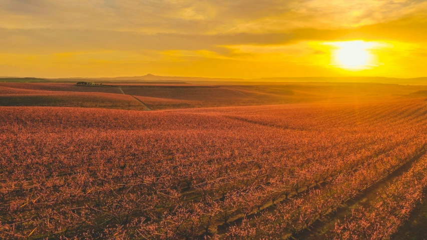 the sun rising over a field of crops