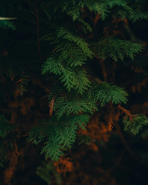 a small teddy bear peeking from a forest