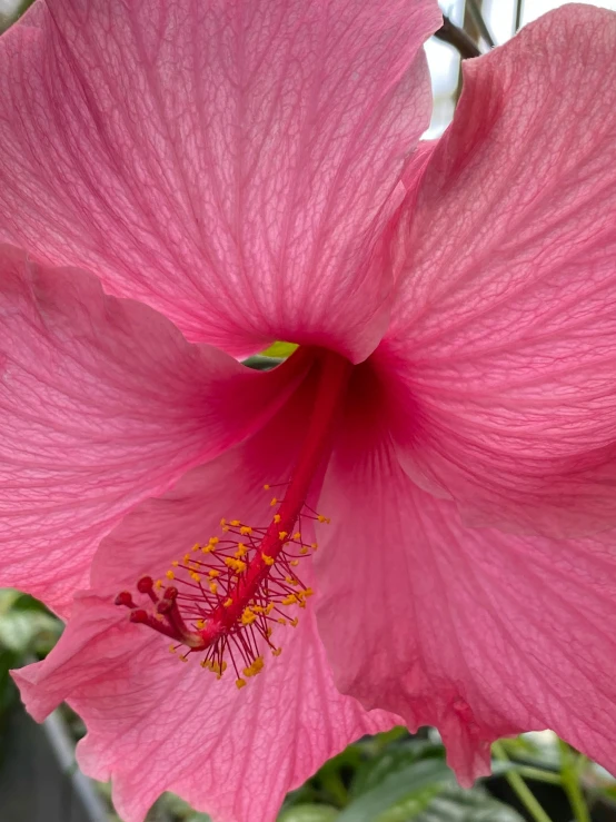 a pink flower blooming outside with lots of leaves