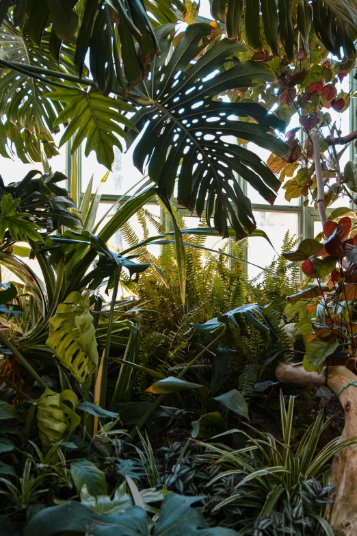 a small plant in a flowered garden, surrounded by various greenery