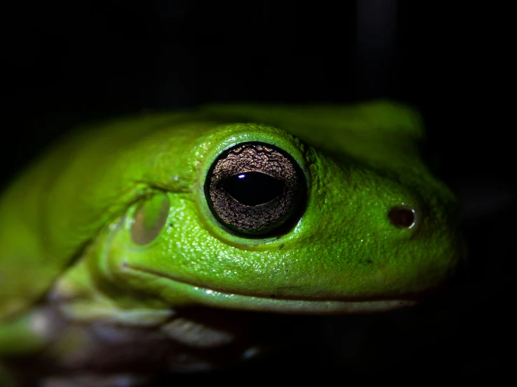 a green tree frog is glowing in the dark