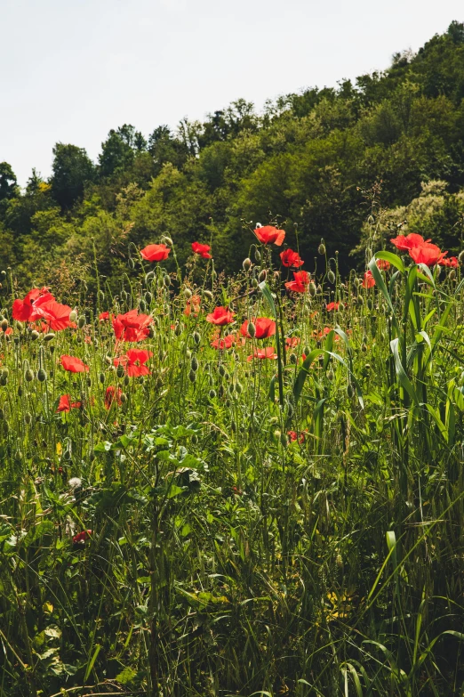 a bunch of red flowers are in the field