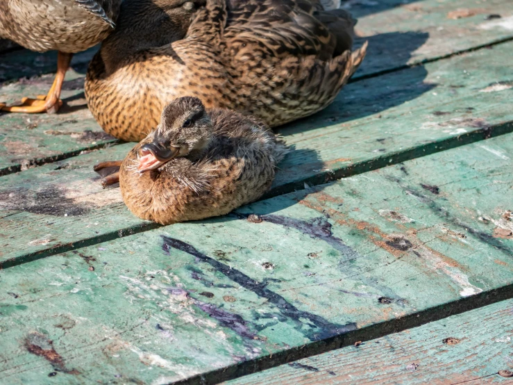 three ducks and two baby birds sitting on the ground