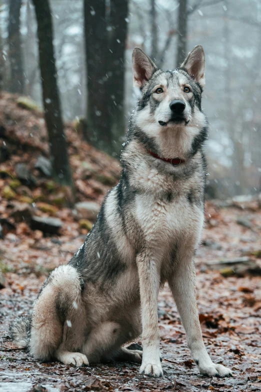an image of a dog in the woods